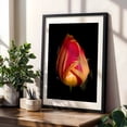 thumbnail image 4 of Washington Dew-Kissed Tulip - Photography Floral Flowers Nature Botanical Garden Black Framed Wall Art Print 16 x 24 inches, 4 of 8