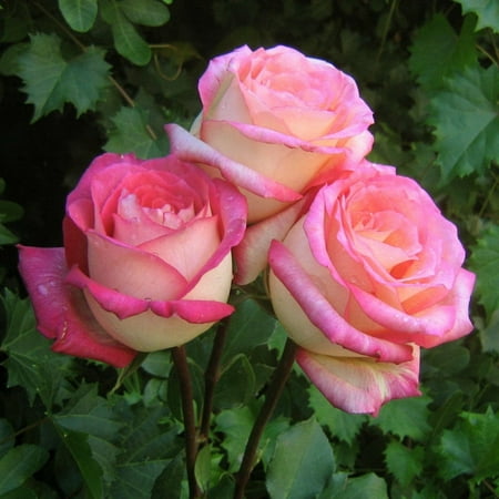

Rose Bulbs Roses Are Suitable For All Gardeners Roses Have Beautiful Blooms And A Beautiful Appearance Roses Grow Quickly Roses Have A Rich And Fragrant Aroma