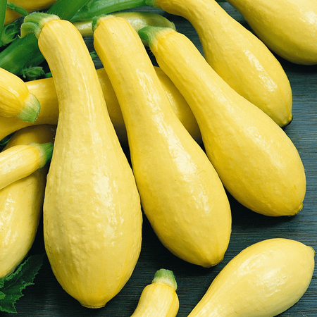 - Everwilde Farms - 40 Prolific Straightneck Summer Squash Seeds - Gold Vault Jumbo Bulk Seed Packet