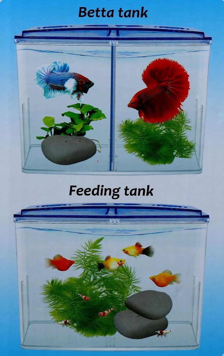 Buy Betta Box Aquarium Bowl Dividers Twin Front Tank Rearing Display