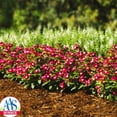 thumbnail image 3 of Vinca Pacifica XP Halo Burgundy Seed, 3 of 4