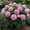 D, variant on Peony, Low Maintenance - Easy Grow - Ideal for Beds Borders, Plant Pots & Planters