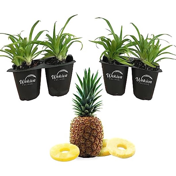 White Jade Pineapple Plant 4 Live Starter Plants Ananas Comosus Edible Fruit Tree for The