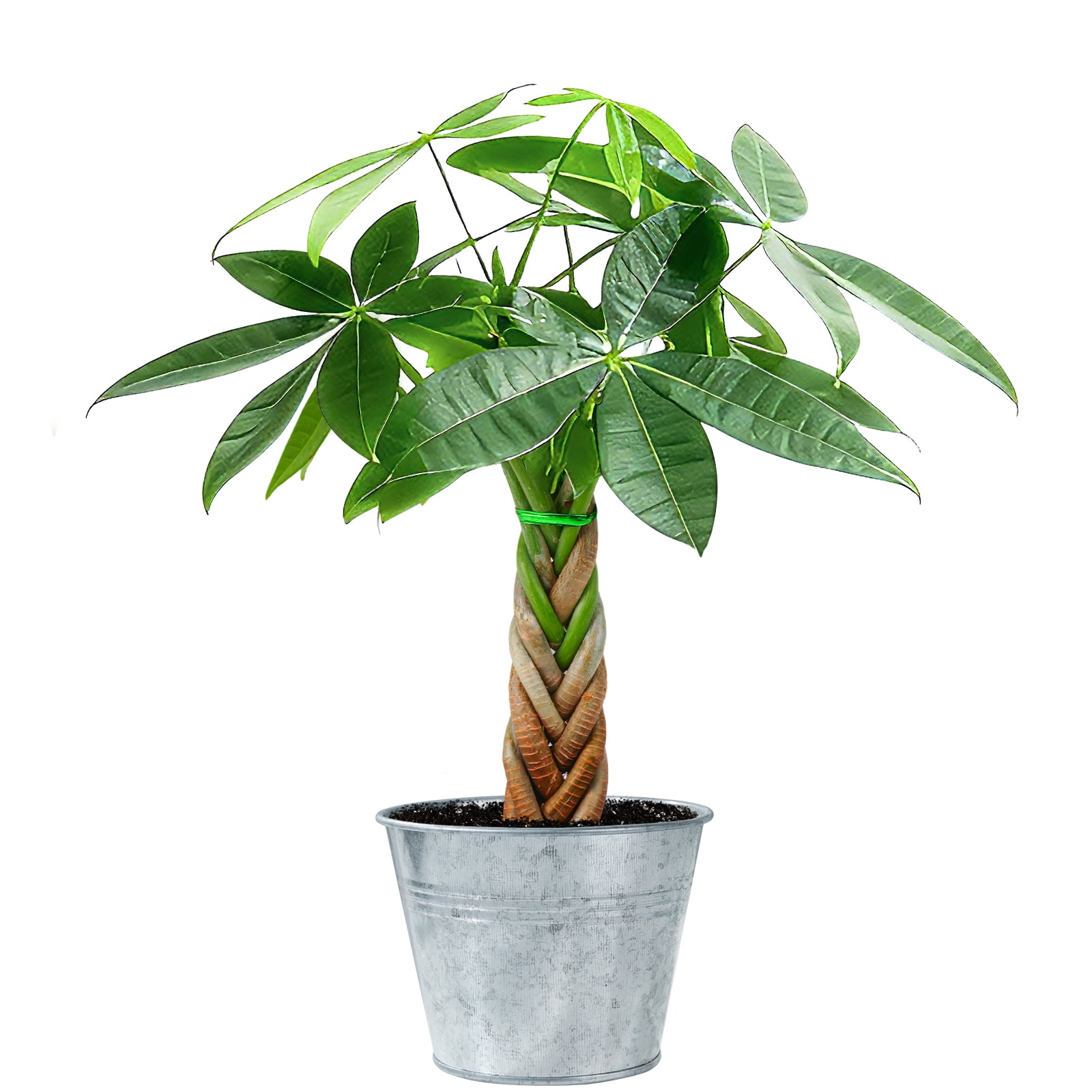 5 inch Money Tree House Plant - Braided Trunk - Tropical, Size: 5 inch