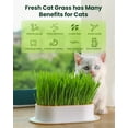 Cat Grass Seeds for MMF7 Indoor Cats Quick & Easy to Grow, Ready to