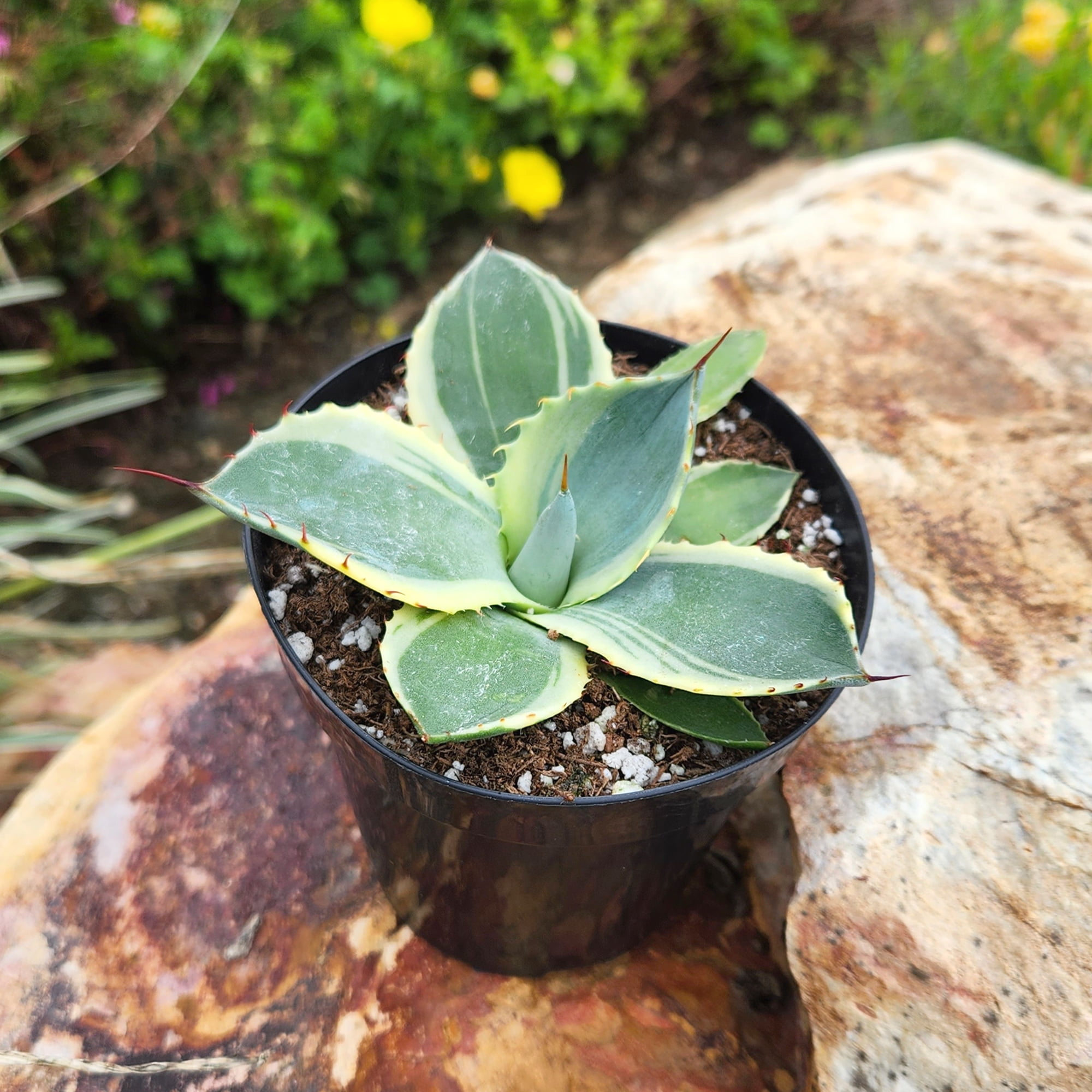 Altman Plants Variegated Agave 'Orizaba' Uncommon & Unique Succulent in 3.5" Grower Pot