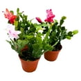 thumbnail image 4 of Christmas Cactus Assortment, 4 inch Set of 3 Holiday Cactus Thanksgiving, Easter Cactus, Seasonal Flowering, 4 of 9
