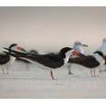 thumbnail image 2 of Pryor, Maresa 29x26 White Modern Wood Framed Museum Art Print Titled - Black Skimmers on Lido Beach-Florida, 2 of 4