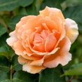 thumbnail image 2 of 30 Seeds| Just Joey Rose Bush Flower Seeds#1048 |BUY 4 GET 1 FREE|, 2 of 4