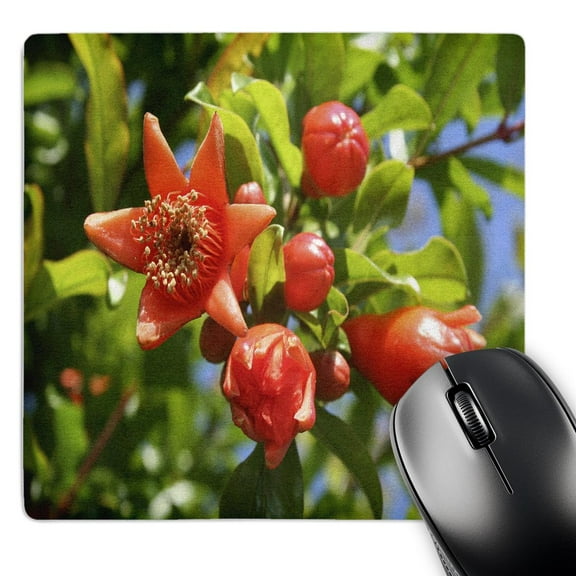 3dRose, Pomegranate Blossom -pomegranate, punica granatum, tree, blossom, red blossom, botany, closeup, MousePad