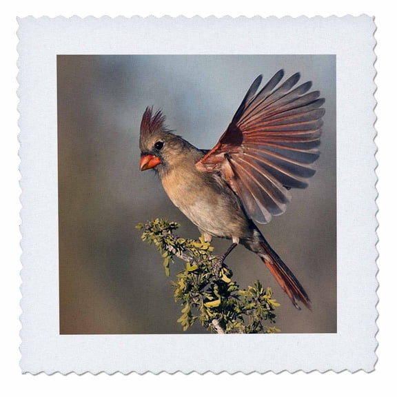 3dRose, Photo of a female Northern Cardinal showing off her beautiful wings., 12x12 inch quilt square