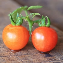 Tomato Seeds - Baxter's Early Bush Cherry - 4 Oz ~40,000 Seeds - Solanum lycopersicum - Farm & Garden Vegetable Seeds - Non-GMO, Heirloom, Open Pollinated, Annual