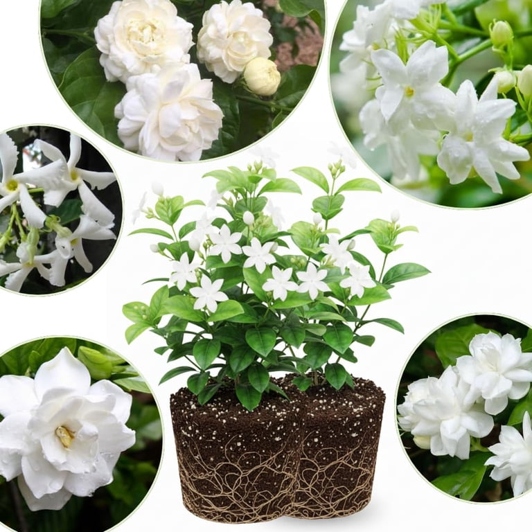2 Mix Jasmine Plants, 4-8 Inch Fragrant Jasmine Flower Plant, Well