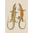 thumbnail image 2 of Unknown 11x14 White Modern Wood Framed Museum Art Print Titled - Antique Lizards I, 2 of 4