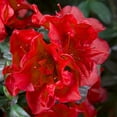 thumbnail image 3 of Encore Autumn Fire Red Azalea Live Shrubs, Compact Evergreen Shrub with Vibrant Red Blooms, 3 of 6