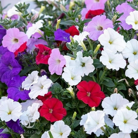 Dwarf Mix Petunia Flower Seeds, Pack MVR1 of 20,000  Seeds by Seeds2Go