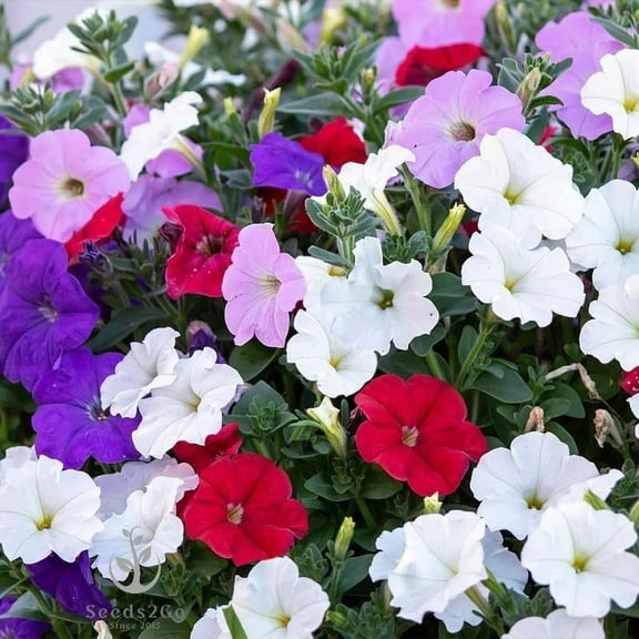 Dwarf Mix Petunia Flower Seeds, Pack MVR1 of 20,000  Seeds by Seeds2Go