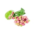 thumbnail image 2 of 50 Seeds Speckled Dixie BUTTERPEA LIMA BEAN Phaseolus Vulgaris Bush Vegetable Seeds, 2 of 6