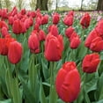 thumbnail image 2 of Breck's Red Dynasty Spring Flowering Tulip Dormant Flower Bulbs, Set of 12 bulbs, 2 of 3