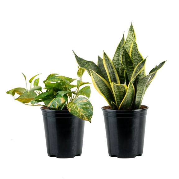 Costa Farms 12" Pothos and 12" Snake Plant Live Plants in 5" Grower Pot (2 Count)