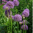 thumbnail image 3 of 5 Giant Allium Bulbs for Planting, Gladiator Allium , Ornamental Onion Plant, Giant Globe Blooms, Fall Flowering, Purple Flower Plant Easy Grow, 3 of 5