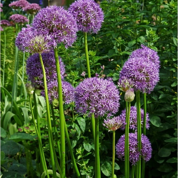 100 Giant Onion Seeds for Planting - Allium Giganteum - Annual Flower Herb Plant Seeds - Purple Flower Ornamental Plant