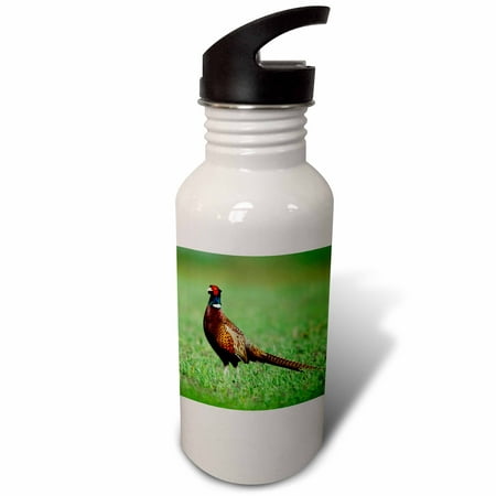 

3dRose Ring-necked Pheasant Bird Lake Neusiedl Austria-EU03 RNU0030 - Rolf Nussbaumer Sports Water Bottle 21oz