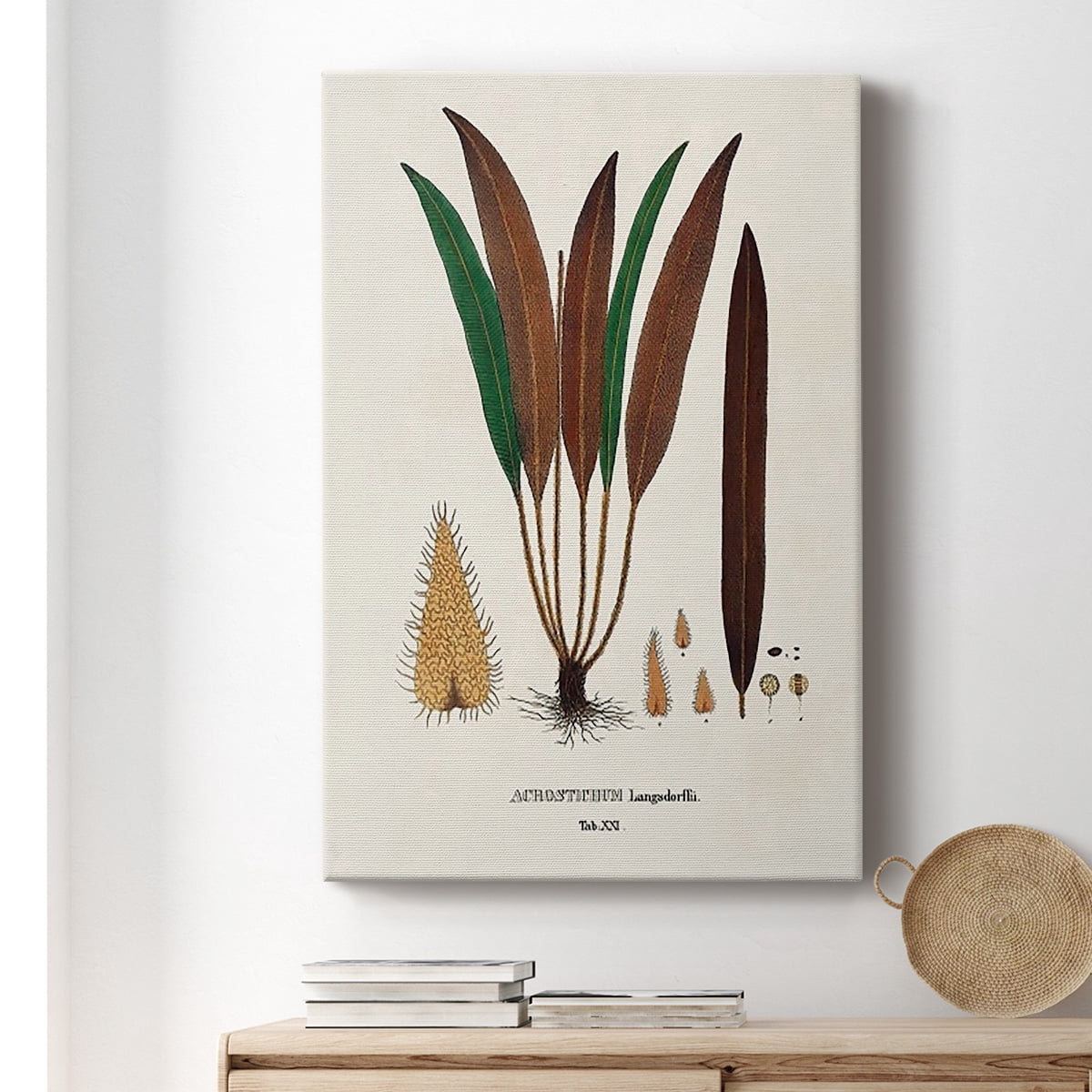 Botanical Society Ferns I Premium Gallery Wrapped Canvas - Ready to Hang