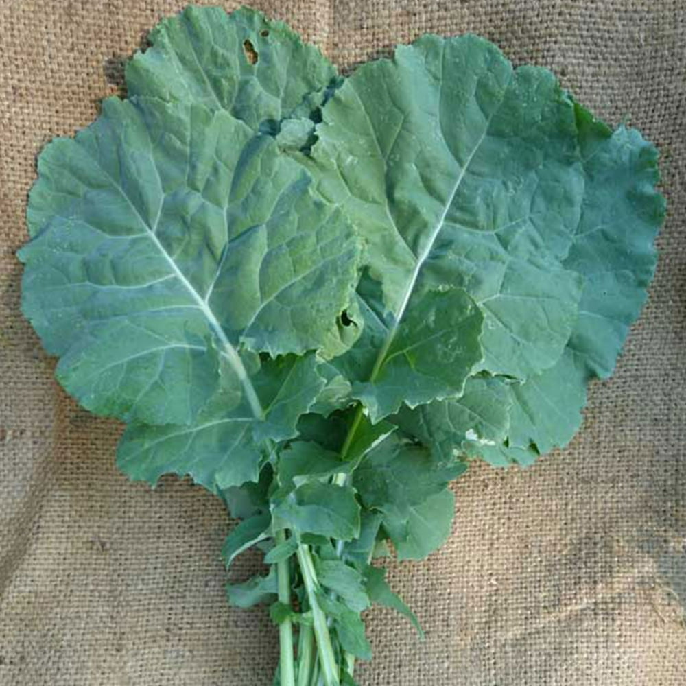 Southern Collard Greens 5 LB Bulk 448,000 Seeds Heirloom