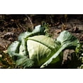 thumbnail image 2 of 500 Seeds FLAT DUTCH Late CABBAGE Brassica Oleracea Capitata Vegetable Seeds, 2 of 9