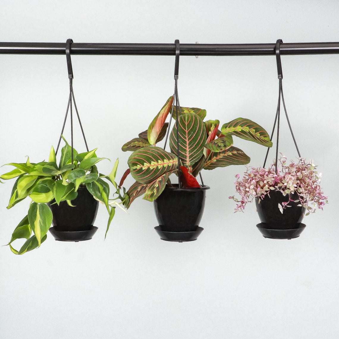 Live Brazil Philodendron Plant - 4" Hanging Pot - Black