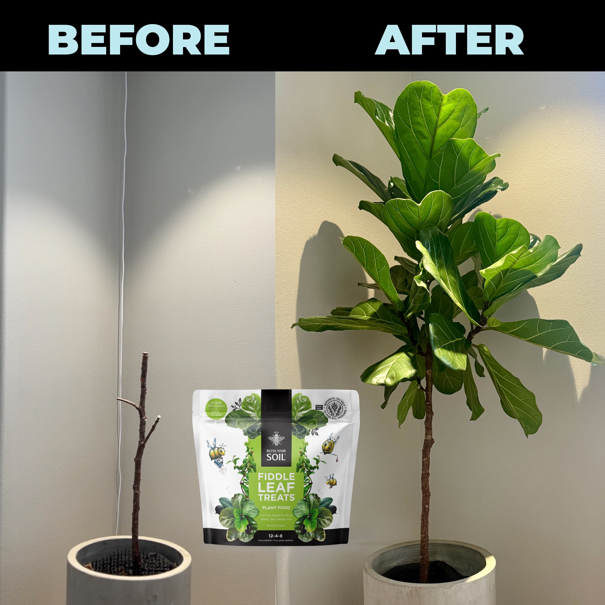 Fiddle Leaf Fig Tree Plant Food | 3-1-2 NPK + Kelp | Indoor Fertilizer, Water Soluble (8oz) Bless Your Soil