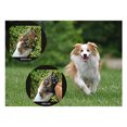 thumbnail image 2 of 4 unids/set almohadillas de protección de pata de perro antideslizante Protector de pata de mascota pegatinas autoadhesivas de pata de perro, 2 of 8