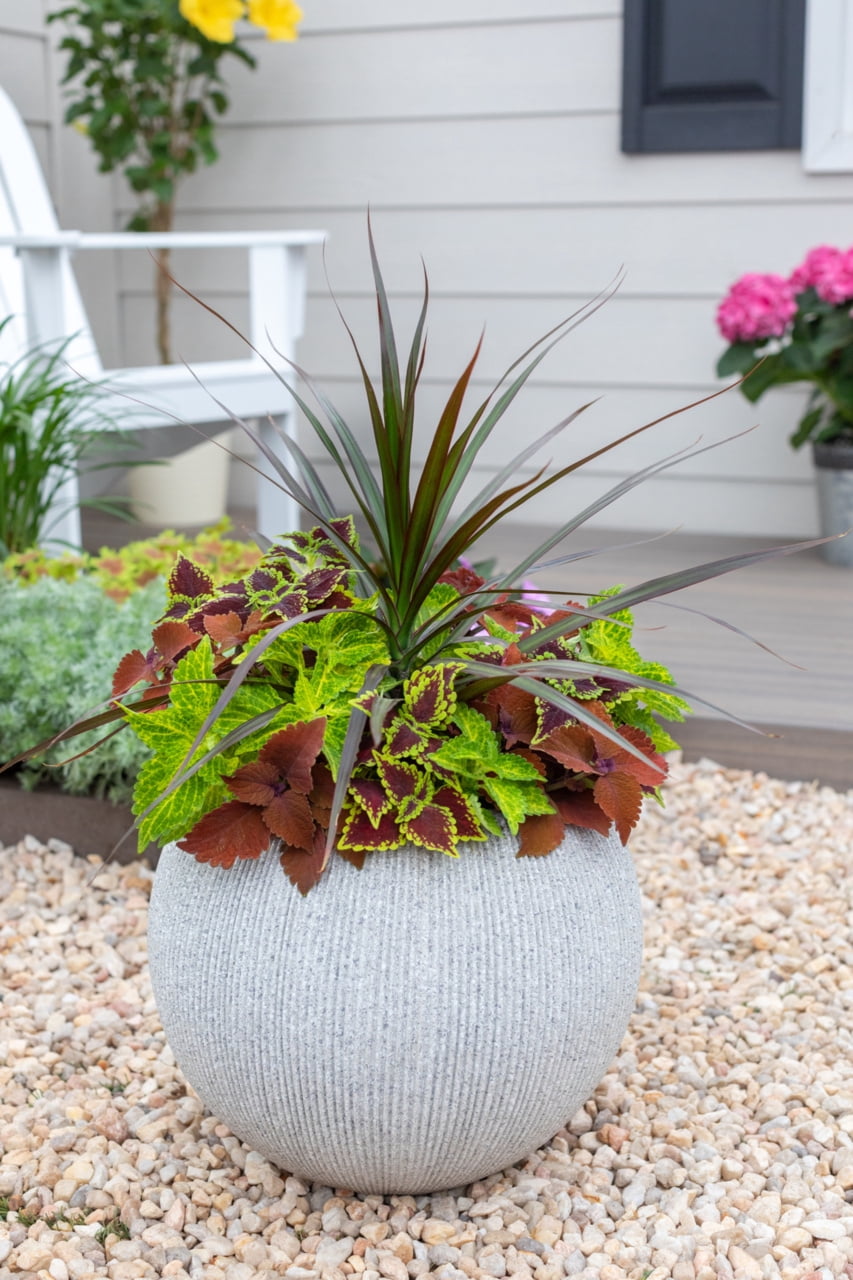 Better Homes & Gardens 1.5-Gallon Coleus Live Annual Plant with Vibrant Orange Red Yellow Foliage