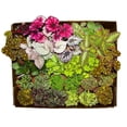 thumbnail image 6 of BubbleBlooms Harmony's Sample Box Full Case 30 4-inch Bulk Begonia, Episcia, African Violet, Angel Wing, Peperomia, Piper Variety Pack, 6 of 9