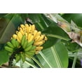 thumbnail image 5 of Fresh Green Bananas, Bunch, Sweet, 5 of 5