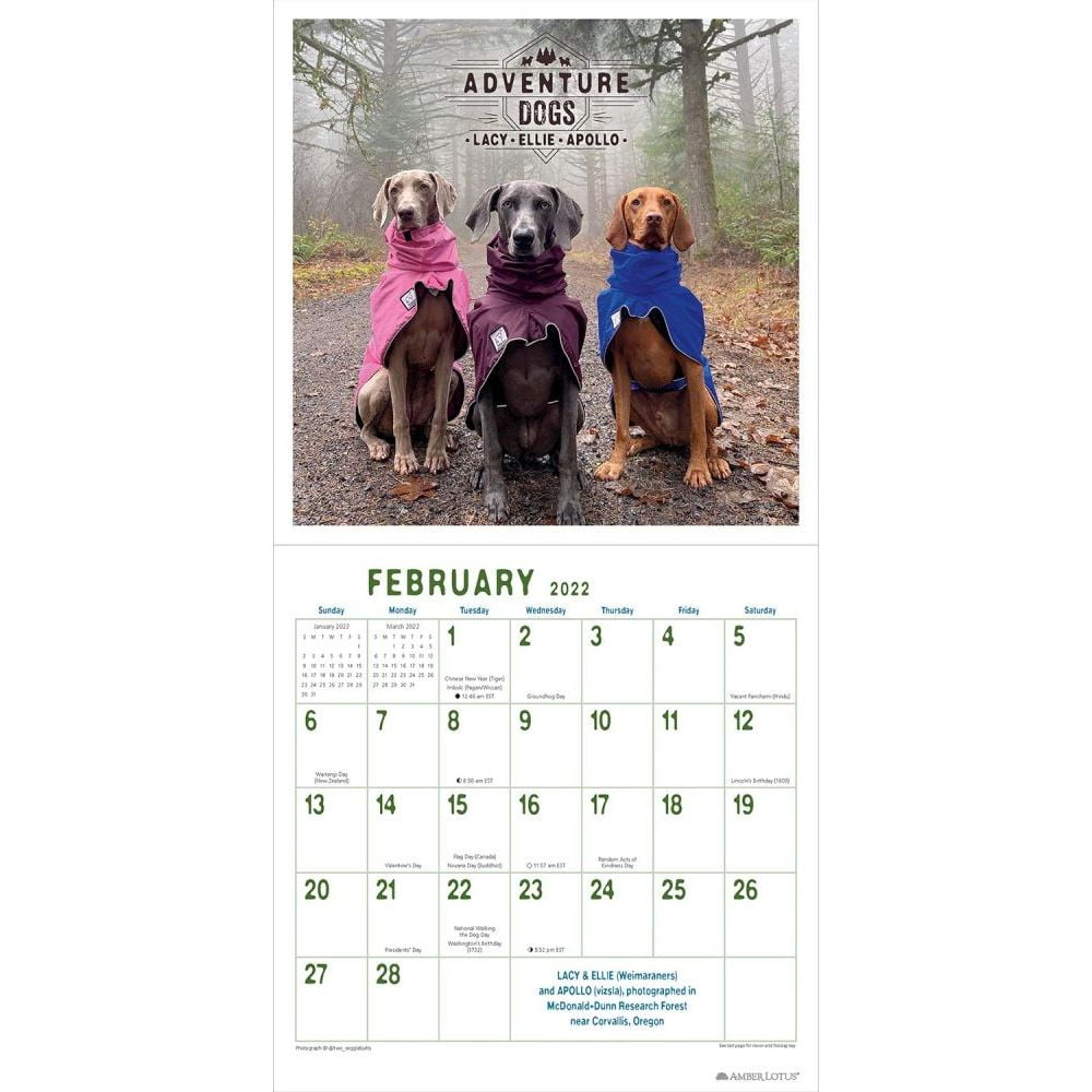 adventure dogs 2022 wall calendar hiking camping and traveling with courageous canines other walmart com