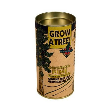 Ponderosa Pine Tree Seed Germination Grow Kit | The Jonsteen