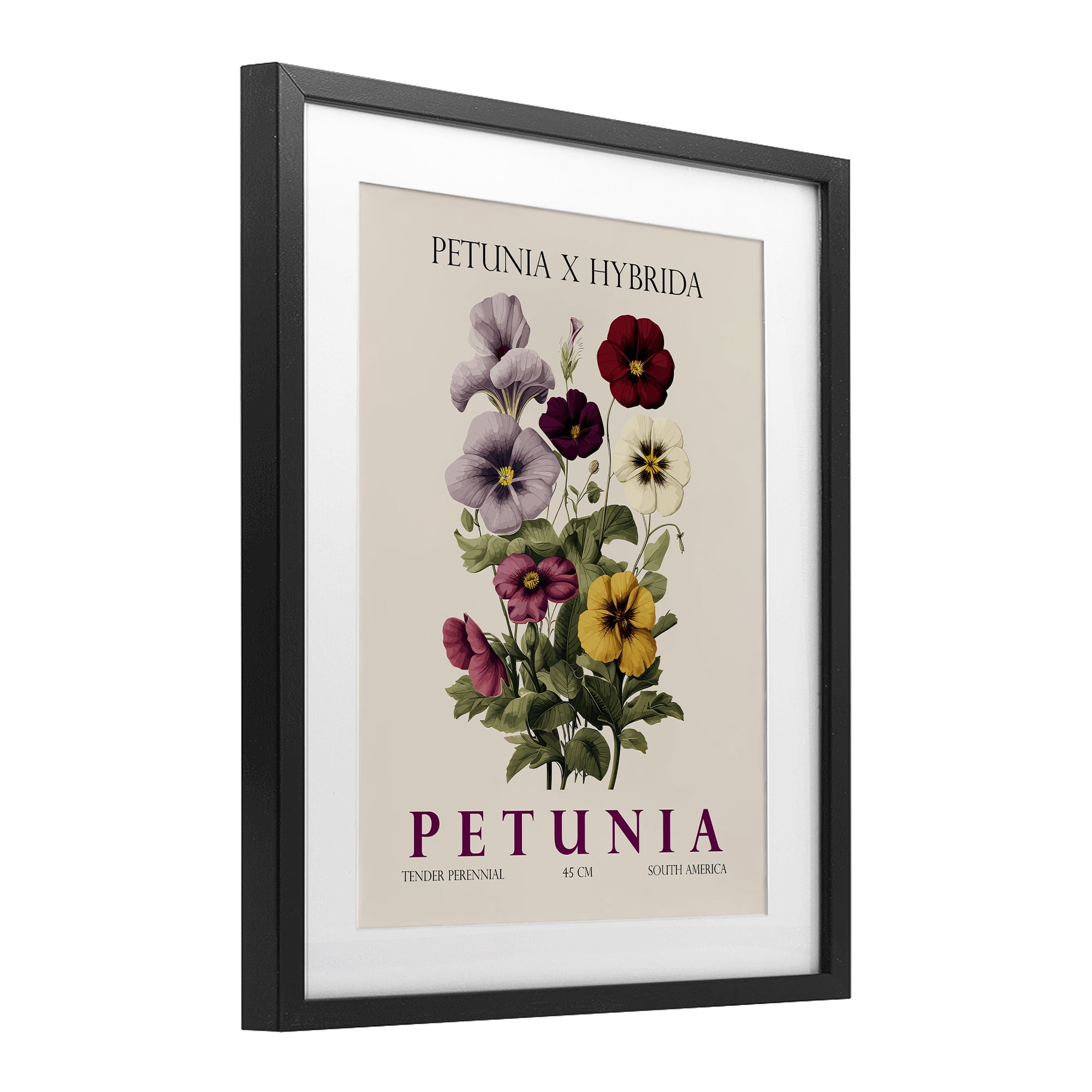 Stupell Industries Natural Petunia Bundle Black Framed Print Under Glass, design by Christopher Giampietro