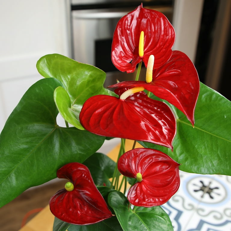 croton mammy Croton Mammy