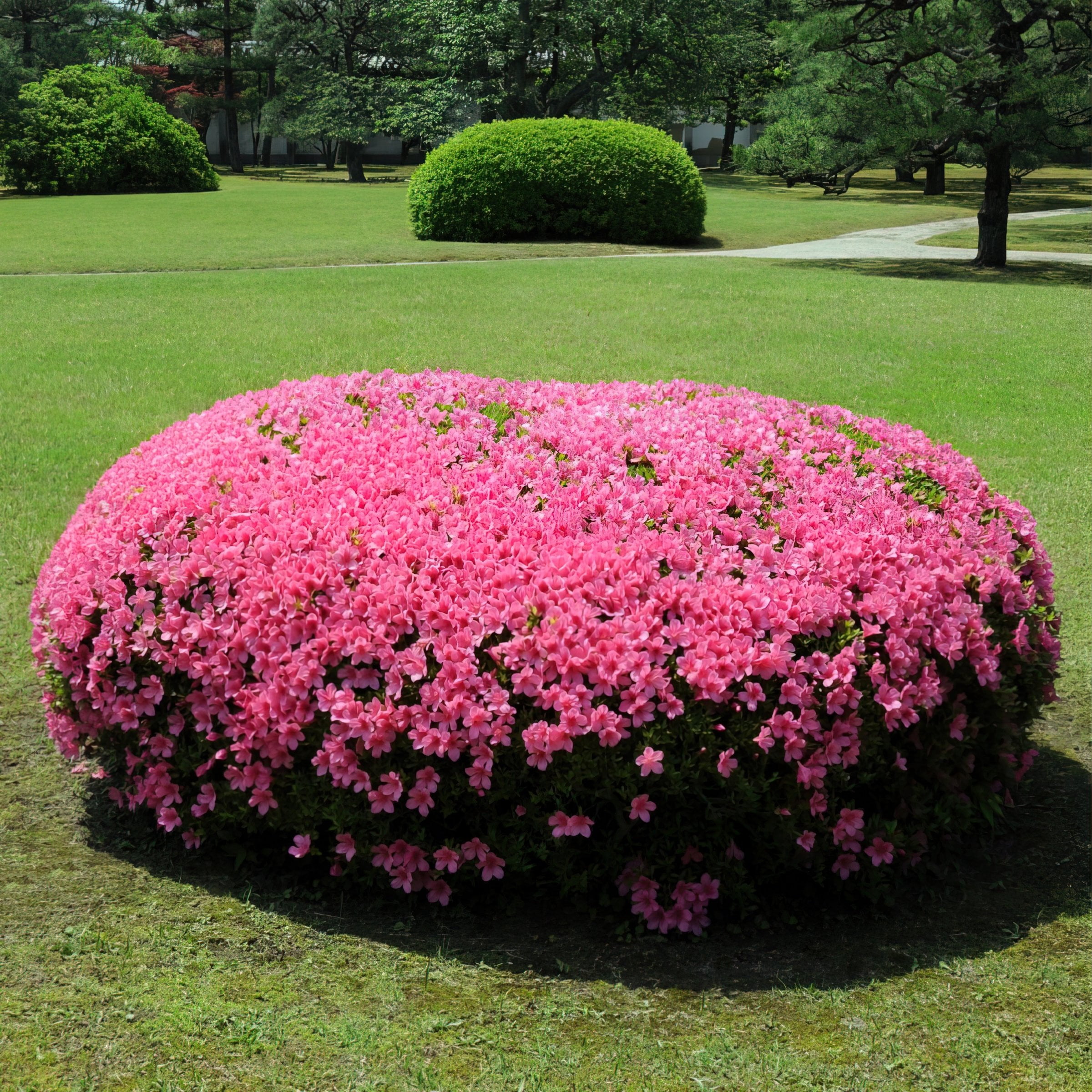 National Plant Network 4 in. Azalea FlorAmore Hot Pink (3-Pack)