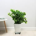 thumbnail image 3 of Heavy Duty Caddy with Rollers Mobile Flower Pot Stand Decorative Indoor Moving Base for Potted, 3 of 4