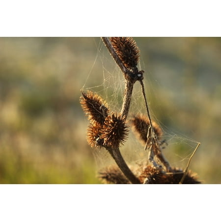 Dried Wildflower - Canvas Print Nature Wildflowers Campaign Cobwebs Dried Flower Stretched Canvas 10 x 14