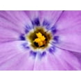 thumbnail image 2 of Kirkland, Dennis 24x19 Gold Ornate Wood Framed with Double Matting Museum Art Print Titled - AK, Artic NWR, Abstract Siberian flox flower, 2 of 4