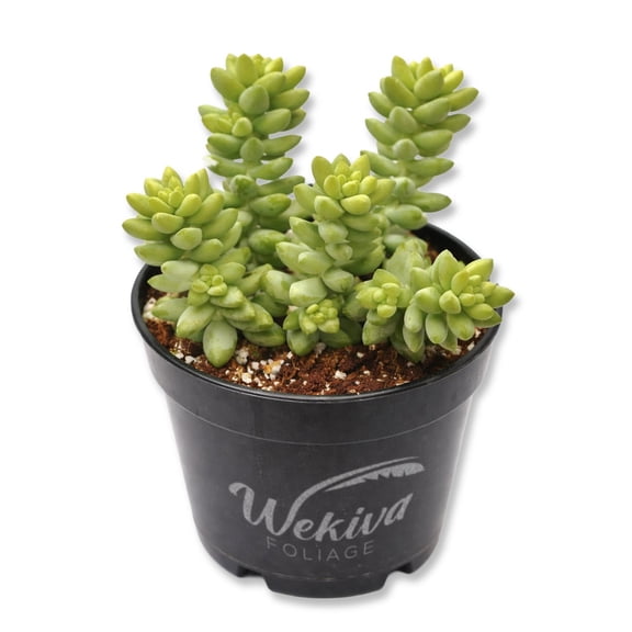 Burros Tail Plant - 1 Live Plant in a 4 Inch Growers Pot - Sedum Morganianum - Drought Tolerant Indoor Outdoor Easy Care Succulent Houseplant