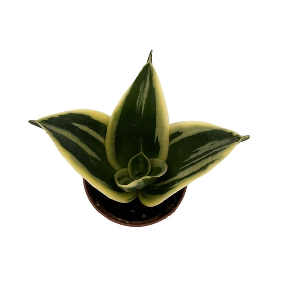 Glimmering Star Snake Plant - Sansevieria - 2.5" Pot