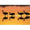 thumbnail image 2 of Jaynes Gallery 24x17 Gold Ornate Wood Framed with Double Matting Museum Art Print Titled - USA-New Mexico-Bosque Del Apache National Wildlife Refuge-Sandhill crane silhouettes in water at su, 2 of 4