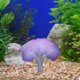 thumbnail image 1 of Jellyfish Water Grass Aquarium Decoration, Fluorescent Simulation Landscaping, Ornamental Fish Tank Supplies, LED Light Effects, Realistic Aquatic Plants, Foldable Design, Plastic Base, for, 1 of 9