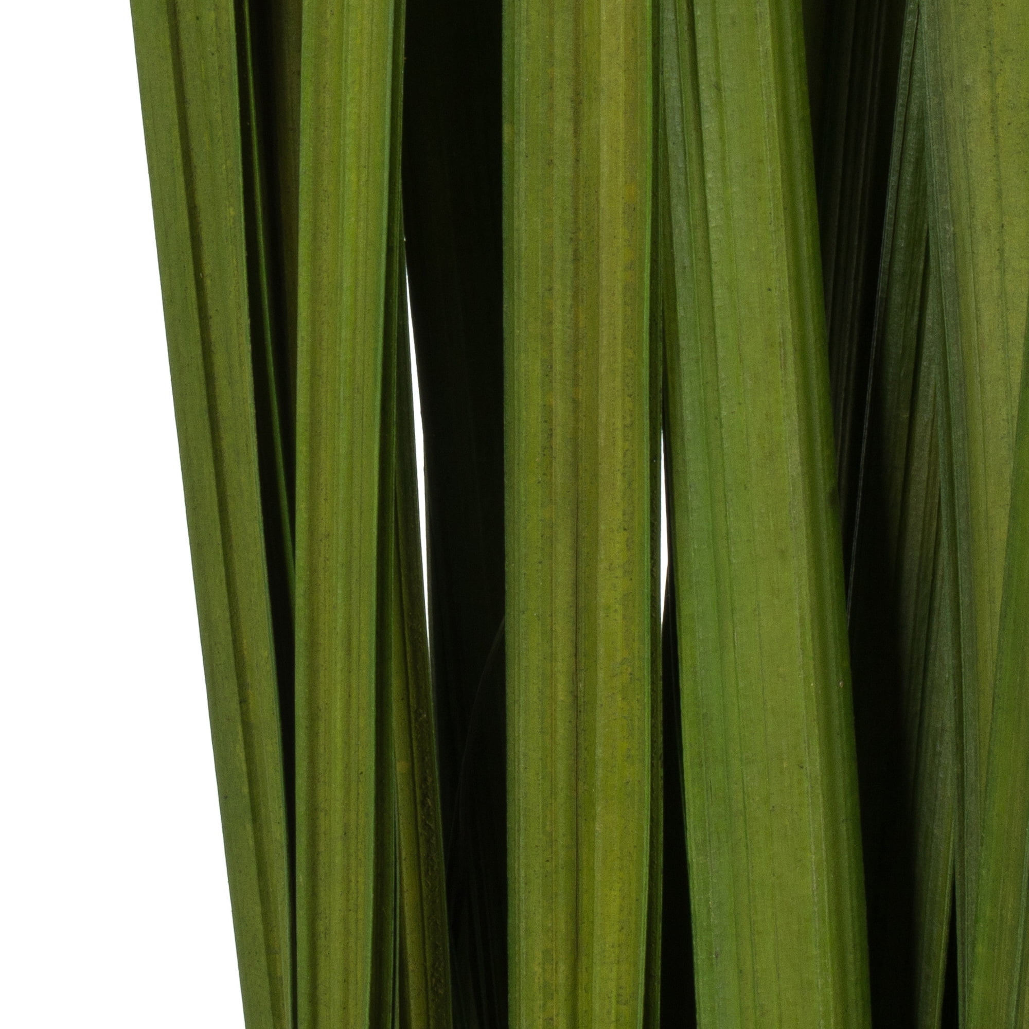 Vickerman 36-40" Foliage Green Sable Grass, 7 oz Bundle, Dried