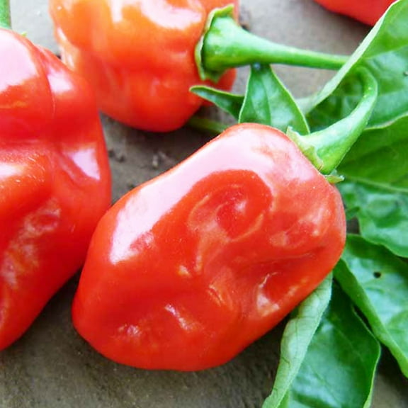 Tobago Seasoning Pepper Seeds - 250 Mg Packet ~35 Seeds - Heirloom, Open Pollinated, Non-GMO, Farm & Vegetable Gardening Seeds - Mild Hot Pepper - AKA: Trinidad Seasoning Pepper